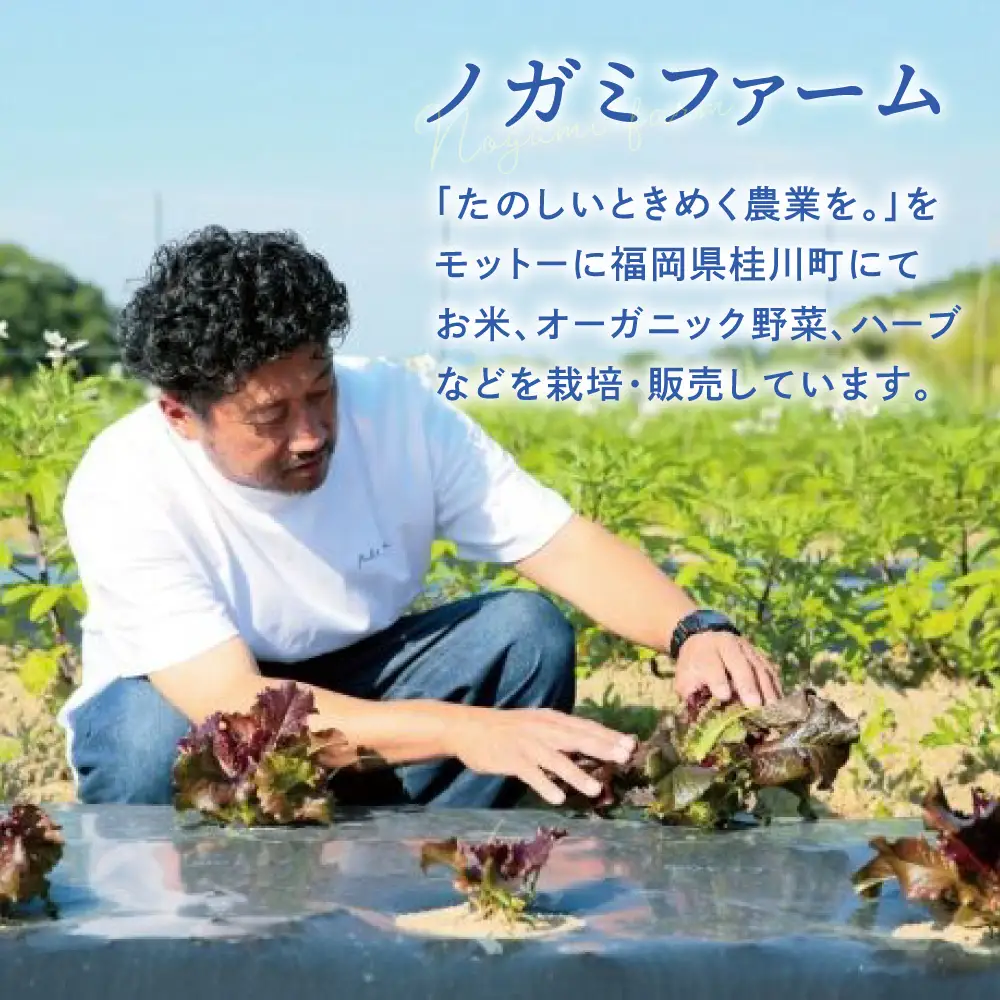 玄米 10kg [ADAU010] 玄米