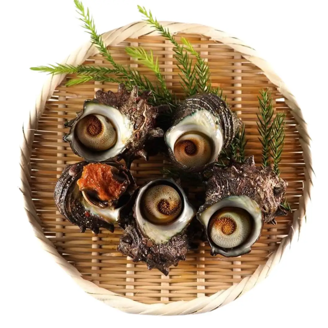 佐渡産 天然活サザエ 2kg