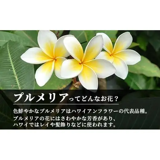 石垣島産 プルメリア苗木1本(50～60cm)　NE-5