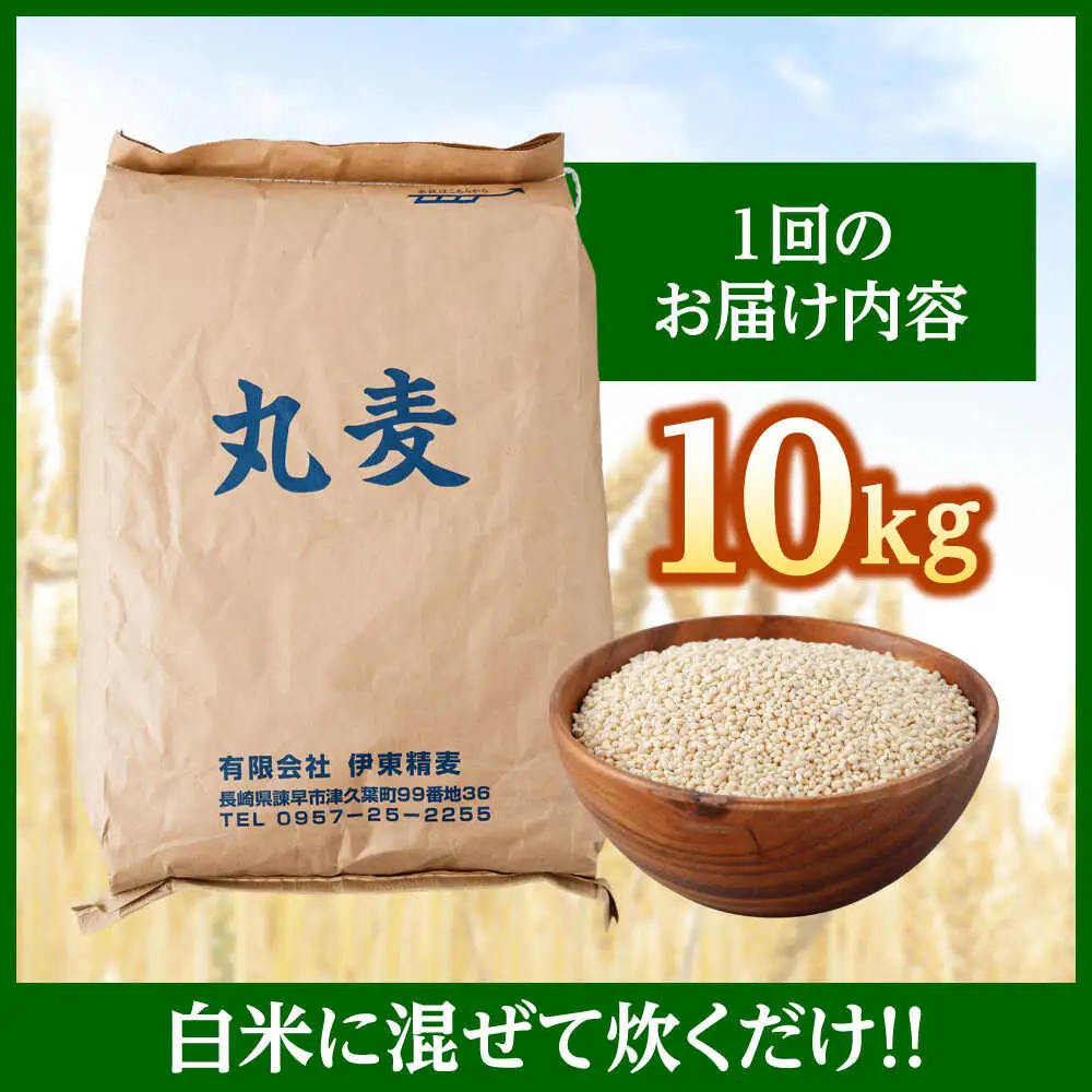 もち麦よりも『ぷりっ』とした弾力 【隔月6回定期便】長崎県産 丸麦 10kg / 麦 むぎ 雑穀 雑穀米 麦ごはん 麦飯 麦みそ 食物繊維 長崎県産 米 こめ コメ ※ / 諫早市 / 有限会社伊東精麦 [AHBU007]