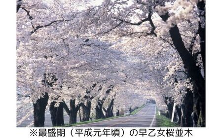 【数量限定】さくら市オリジナル「ジェットストリーム多機能ペン4＆1」｜三菱鉛筆　ジェットストリーム　桜　サクラ　ソメイヨシノ　桜並木　文房具　栃木県　合格祈願　プレゼント