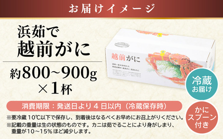 【先行予約】越前がに 約800g～900g × 1杯【2027年1月上旬以降順次発送予定】】獲れたて 越前がに [m36-x003_01]