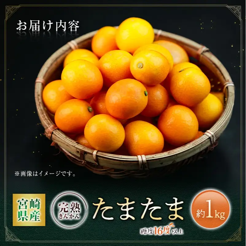 ＜2027年発送＞完熟きんかん「たまたま」約1kg 糖度16度以上 ブランド 金柑 柑橘 宮崎県産