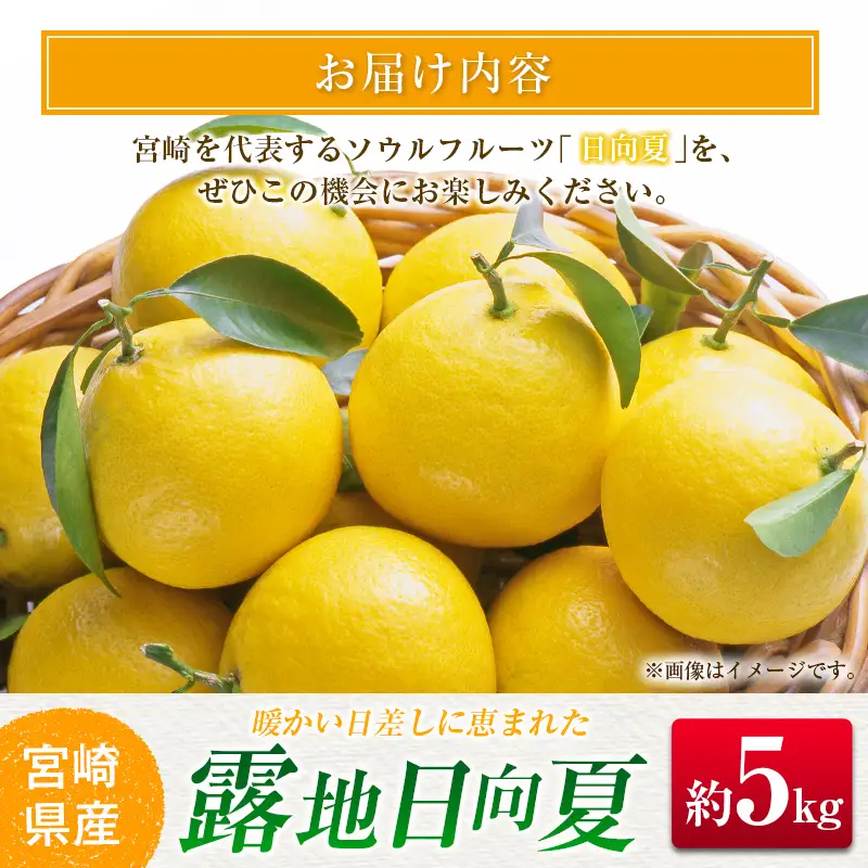 ＜2027年発送＞宮崎県産 露地日向夏 約5kg（満杯詰め）