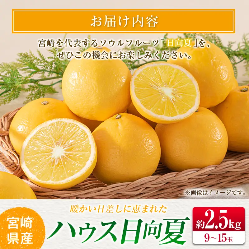 ＜2027年発送＞宮崎県産 ハウス日向夏 約2.5kg（9～15玉入）