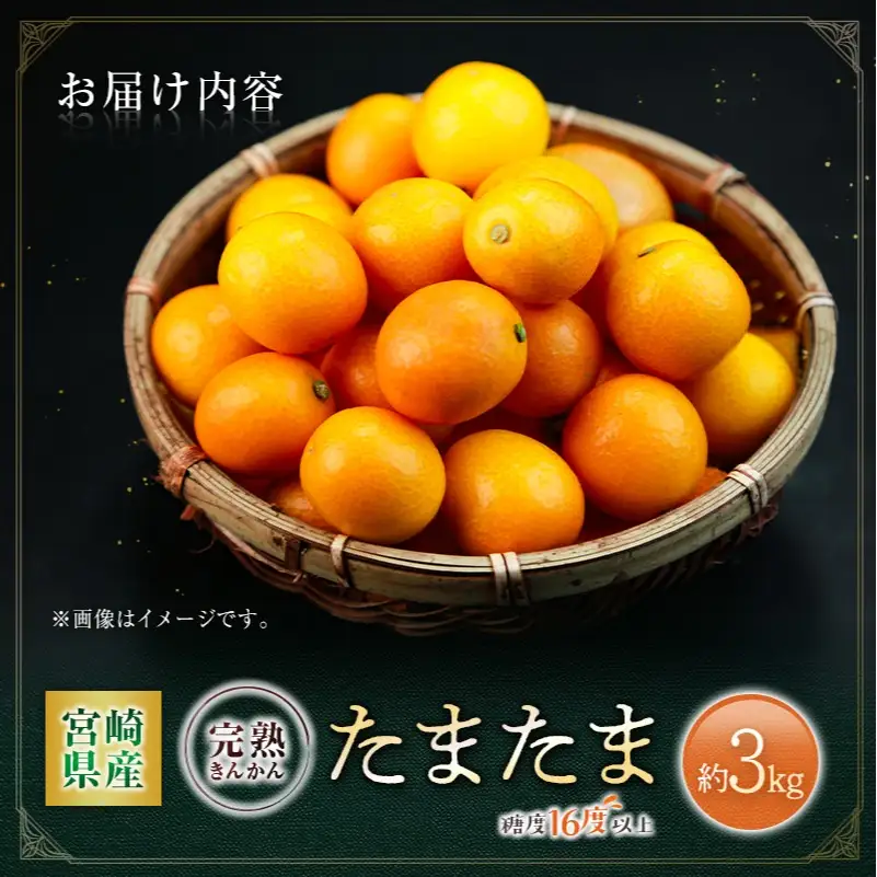 ＜2027年発送＞完熟きんかん「たまたま」約3kg 糖度16度以上 ブランド 金柑 柑橘 宮崎県産