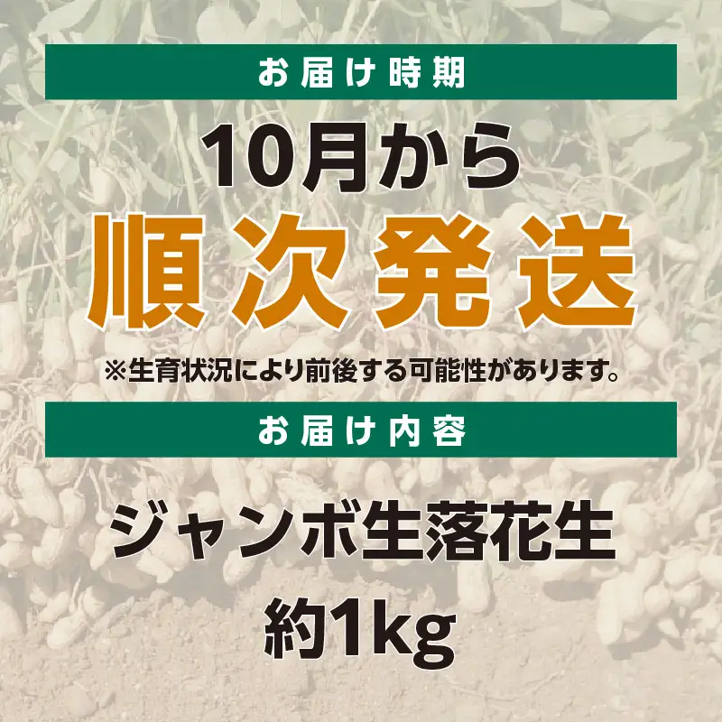 【先行予約】ジャンボ生落花生 1kg｜落花生 ピーナッツ