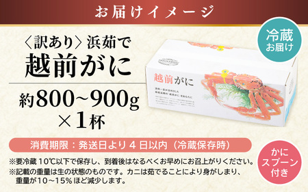 【先行予約】【訳あり】越前がに 約800g～900g × 1杯【2027年3月上旬以降順次発送予定】獲れたて 越前がに[m36-x004_03]
