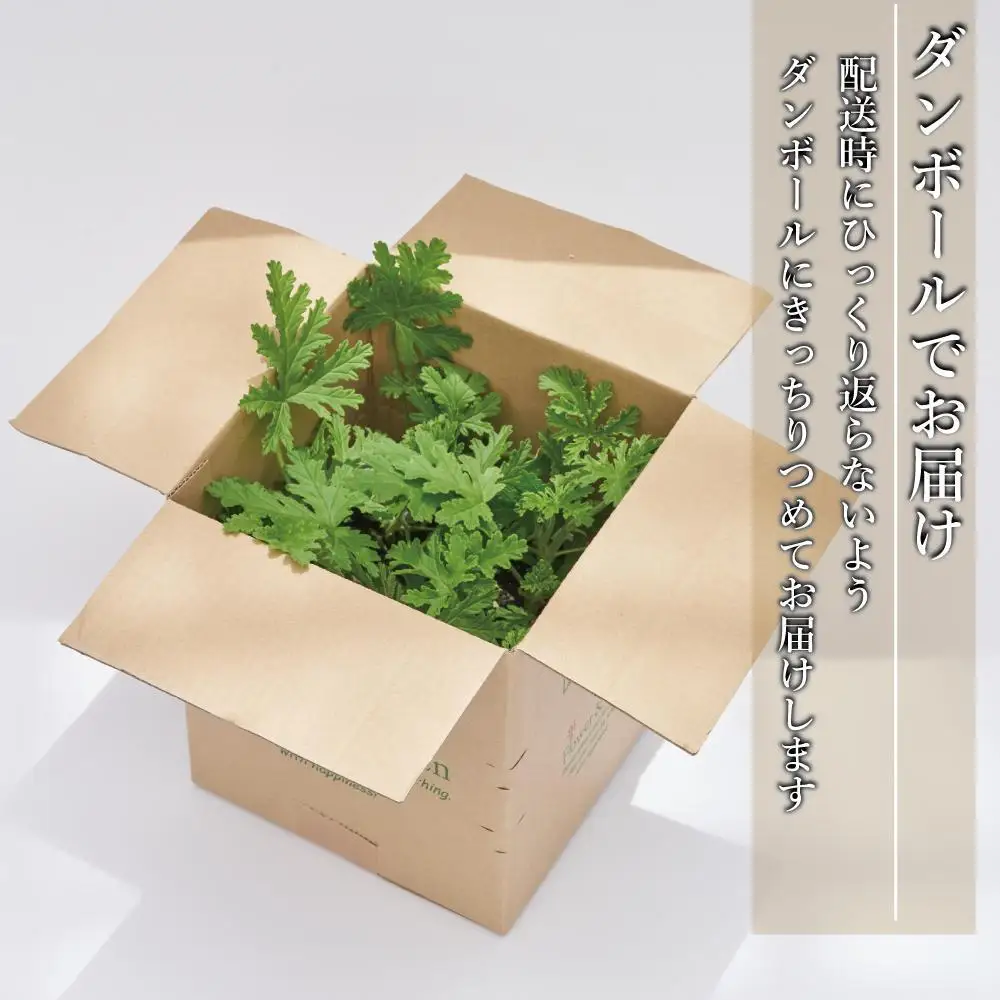 【ふるなびWEEK対象】虫よけ効果 ローズゼラニウム 小サイズ苗 4個セット (ポリポット)