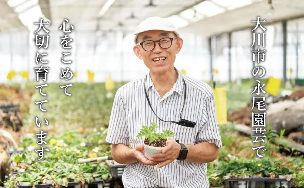虫よけ効果 ローズゼラニウム 中サイズ 花苗 3個セット（鉢つき） 花苗