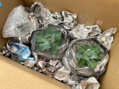 アガベ「ブルー・エンペラー」 4.5号鉢 四国ガーデン 人気 多肉植物 インテリア 観葉植物 グリーン リラックス｜B319