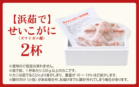 【先行予約】天然 せいこがに × 2杯 希少な220g以上のサイズを厳選！ 茹でたその日に発送！【2026年12月上旬以降順次発送予定】 [m17-x005_12]