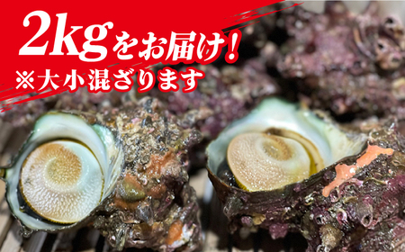 新上五島町産活サザエ 殻付き2kg[RBK001] さざえ サザエ 海鮮 さざえ サザエ 海鮮 さざえ サザエ 海鮮 さざえ サザエ 海鮮 さざえ サザエ 海鮮九州 長崎