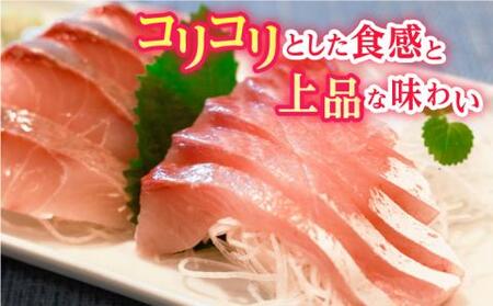 新上五島町産養殖ヒラマサ（ヒラス）フィーレ 3枚おろし（カマ入り）[RBP006] ヒラマサ ヒラス ヒラマサ ヒラス ヒラマサ ヒラス ヒラマサ ヒラス ヒラマサ ヒラス九州 長崎