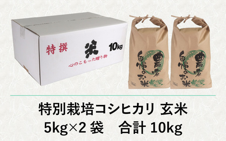 【先行予約】【令和7年産 新米】減農薬・減化学肥料の特別栽培コシヒカリ 玄米 10kg（5kg×2袋） 農家直送 福井県大野市産