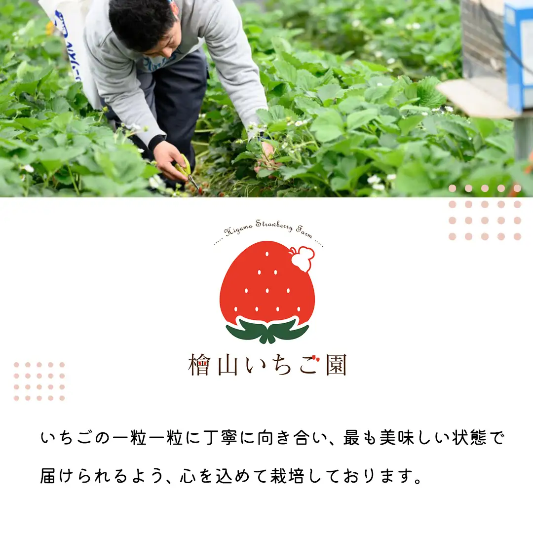 【 先行予約 】 訳あり いちご いばらキッス 800g 【 2027年2月以降発送 】  （常陸太田市 共通返礼品 ) 