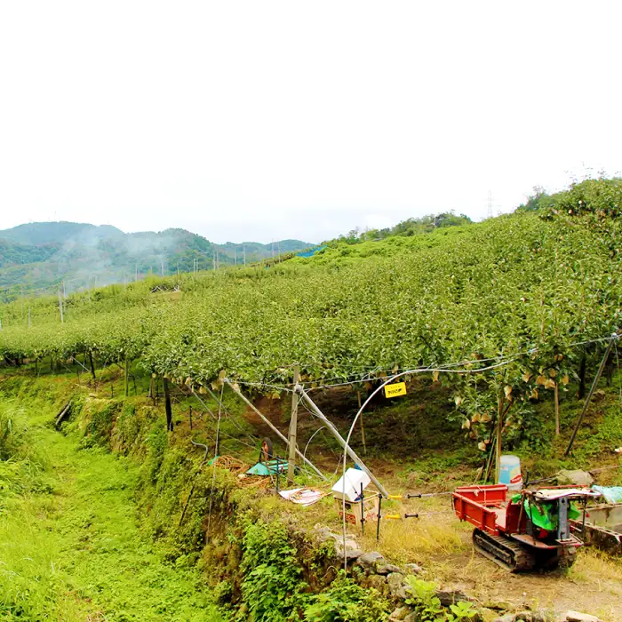 二十世紀梨　特選3kg【梨 特選 3kg 20世紀 二十世紀 先行予約 期間限定 数量限定 フルーツ 果物 なし ナシ 贈答 贈り物 ギフト お取り寄せ 産地直送 鳥取県】