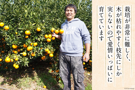 【期間限定発送】 みかん 2L サイズ以上 石地みかん 5kg
