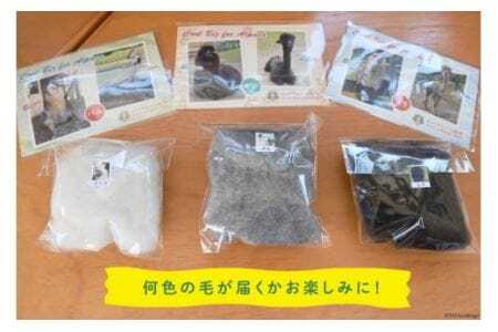 アルパカ アルパカの毛 ポストカード