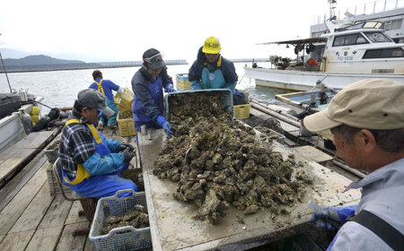 【日時指定可】福岡県糸島産 殻付き牡蠣 10kg(125粒前後) 糸島市 / 日進丸 牡蛎 カキ [AWA012]