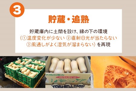 [訳あり] バターナッツかぼちゃ 20kg【数量限定／期間限定】9月下旬より順次発送｜南瓜 カボチャ 産地直送 農家直送 野菜 訳あり品 甘楽町産 群馬県産 吉田農場 訳アリ ワケあり [0216]