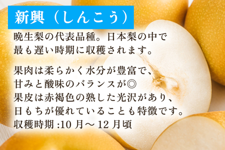 【2026年先行予約】新潟県産 和梨 おまかせ3kg 【7品種から旬の和梨3kgをお届け】 園主おすすめ厳選和梨 （幸水・秋麗・豊水・あきづき・新美月・新王・新興） 《8月下旬から順次発送》