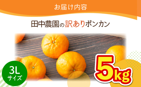 訳ありポンカン 5kg（3Lサイズ）  【田中農園】
