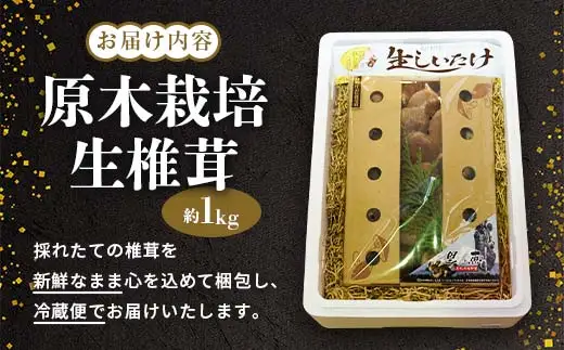 【先行予約】2026年9月以降順次発送 原木栽培 生椎茸 約1kg 里の恵 しいたけ シイタケ きのこ キノコ 椎茸 野菜  F21X-570