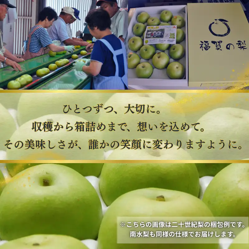 梨 福賀の南水梨 約5kg 12～18玉 山口県阿武町産 高糖度 シャキシャキ食感 数量限定 【2026年9月20日頃～順次発送】