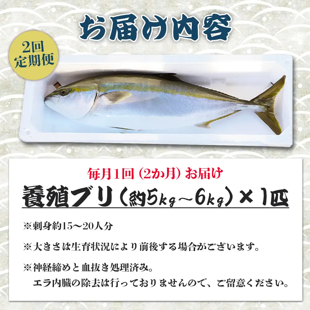 【先行申込】ブリ 鰤 1匹(5kg～6kg) 2回 定期便【ブリ 定期便 海鮮 勝ブリ 鰤 鰤 鰤】 Wny-0015