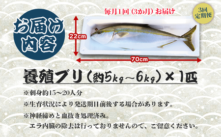 ブリ 鰤 1匹 3回 定期便 海鮮 5kg～6kg 【先行申込】 - 期間限定 魚 ぶり 鰤 寒ブリ 海鮮 鮮魚 魚介類 海の幸 ギフト お刺身 煮物 焼き魚 おかず Wny-0016