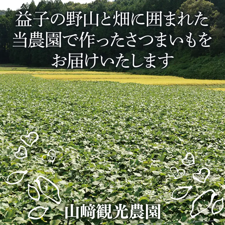 さつまいも 6kg 栗かぐや 益子町 AU016