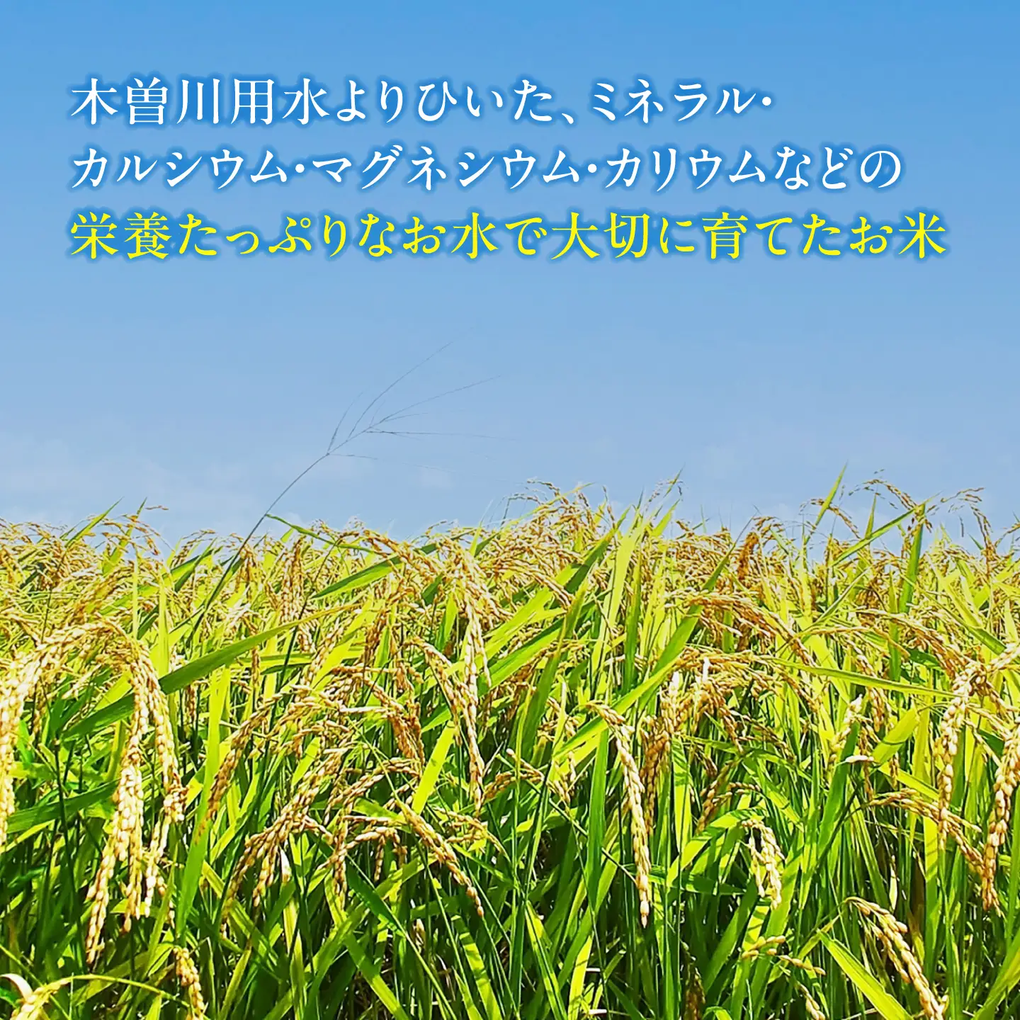 あいちのかおり 白米 5kg [AECP001-12] 白米