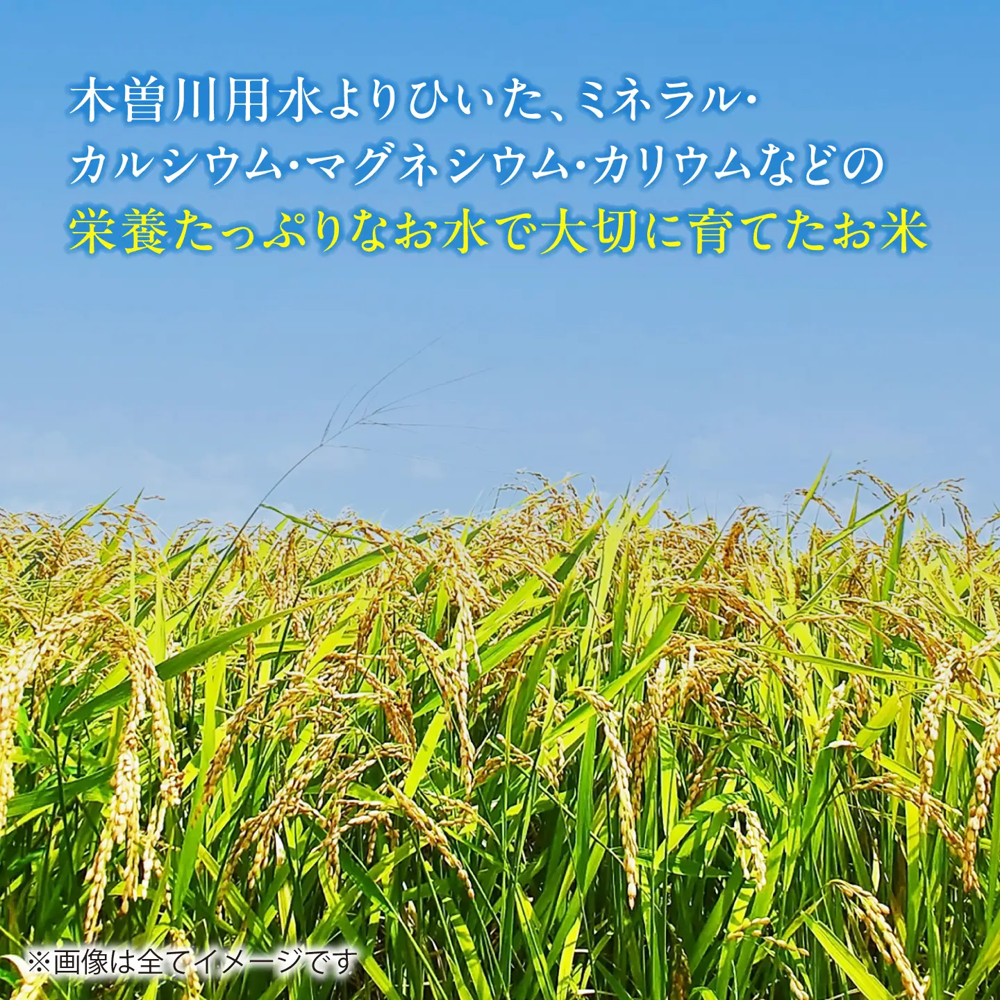 あいちのかおり 白米 10kg [AECP002-11] 白米
