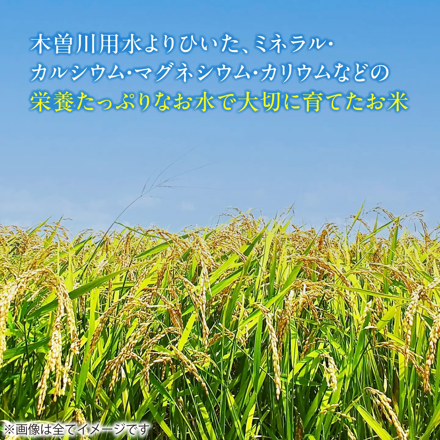 あいちのかおり 白米 20kg [AECP003-12] 白米
