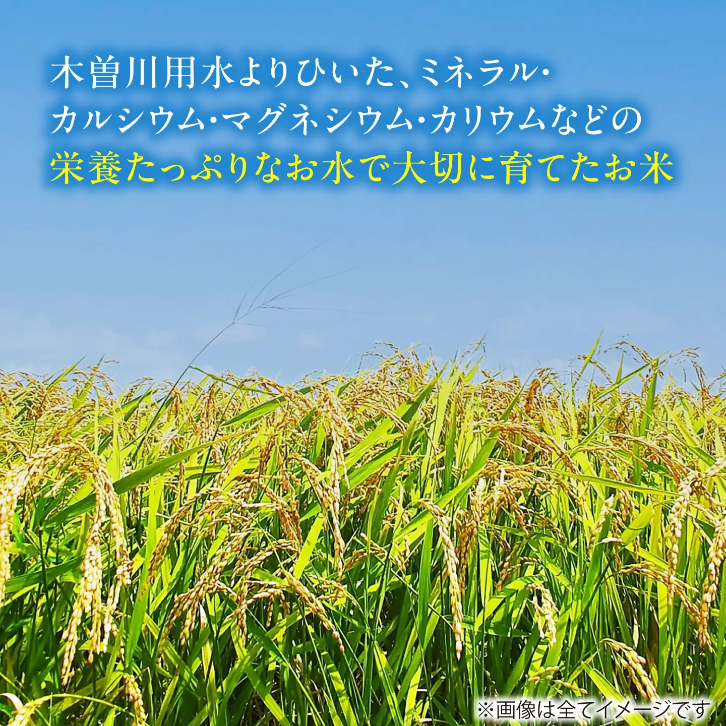 コシヒカリ 白米 5kg [AECP021-1] コシヒカリ