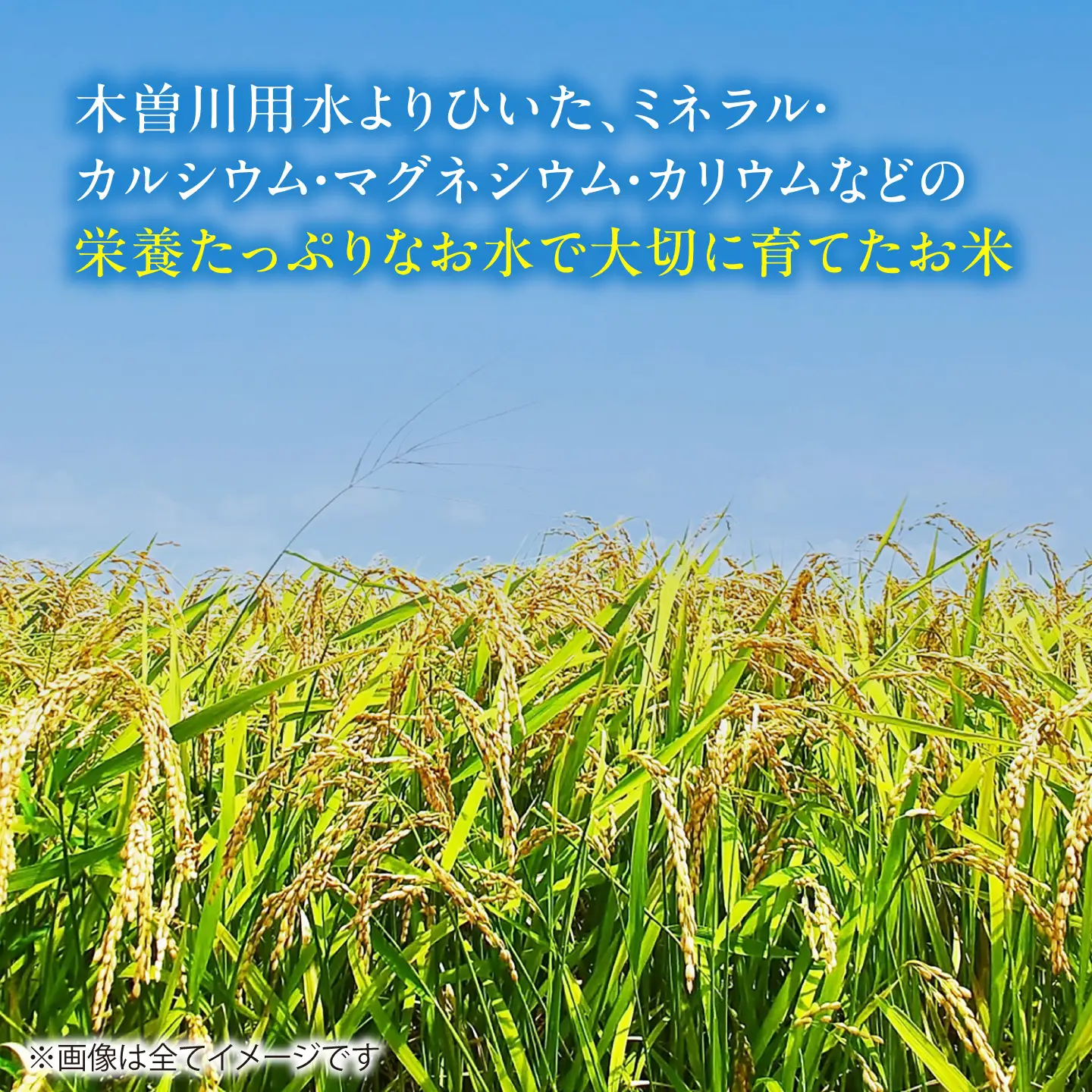 コシヒカリ 白米 20kg [AECP023-1] コシヒカリ