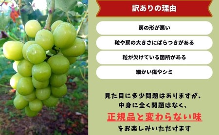 訳あり シャインマスカット 2～3房 合計1.6kg以上 産地直送 朝採れ ぶどう 葡萄 シャイン マスカット 岡山 Kawahara Green Farm 2026年