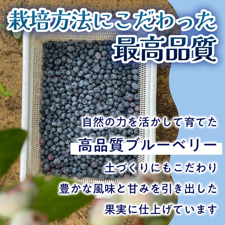 ドライブルーベリー 50g 無添加 摘みたて 砂糖不使用 ノンオイル ドライフルーツ