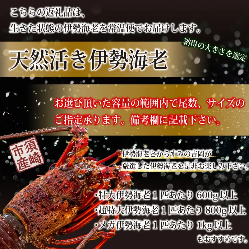 【伊勢海老】 活き伊勢海老1.6kg以上