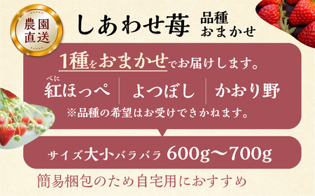 【2027年1月より発送開始】 自宅用 品種おまかせ いちご 600-700g [しあわせ苺] サイズ バラバラ 訳あり 訳アリ 農園直送 こだわりの 甘さ フルーツ 先行予約 イチゴ 大人 人気 簡易梱包 家庭用 産地直送 紅ほっぺ よつぼし かおり野 いちご 岐阜県 本巣市 [mt206] family農園watanabe