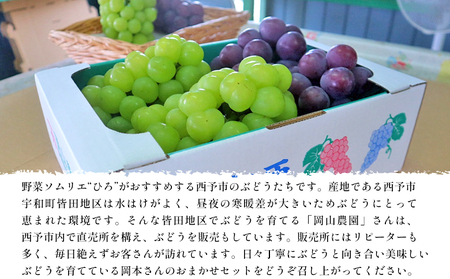 ＜西予の美味しいぶどう セレクトセット／青系＆黒系 約2kg＞ 果物 くだもの フルーツ ぶどう 葡萄 ブドウ セット 詰め合わせ つめあわせ 食べ比べ お楽しみ おまかせ 野菜ソムリエ 食べて応援 特産品 産地直送 西予ぶどう倶楽部 愛媛県 西予市【冷蔵】『8月中旬から9月下旬迄に順次出荷予定』OMC0002