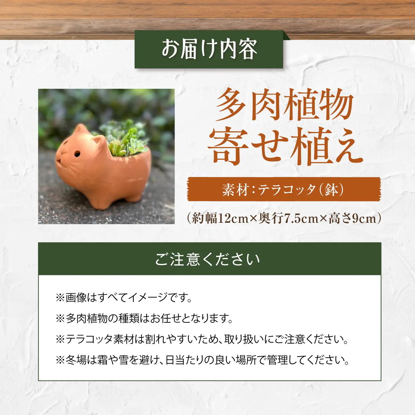 多肉植物 寄せ植え ねこ型 多肉植物 BLAW007