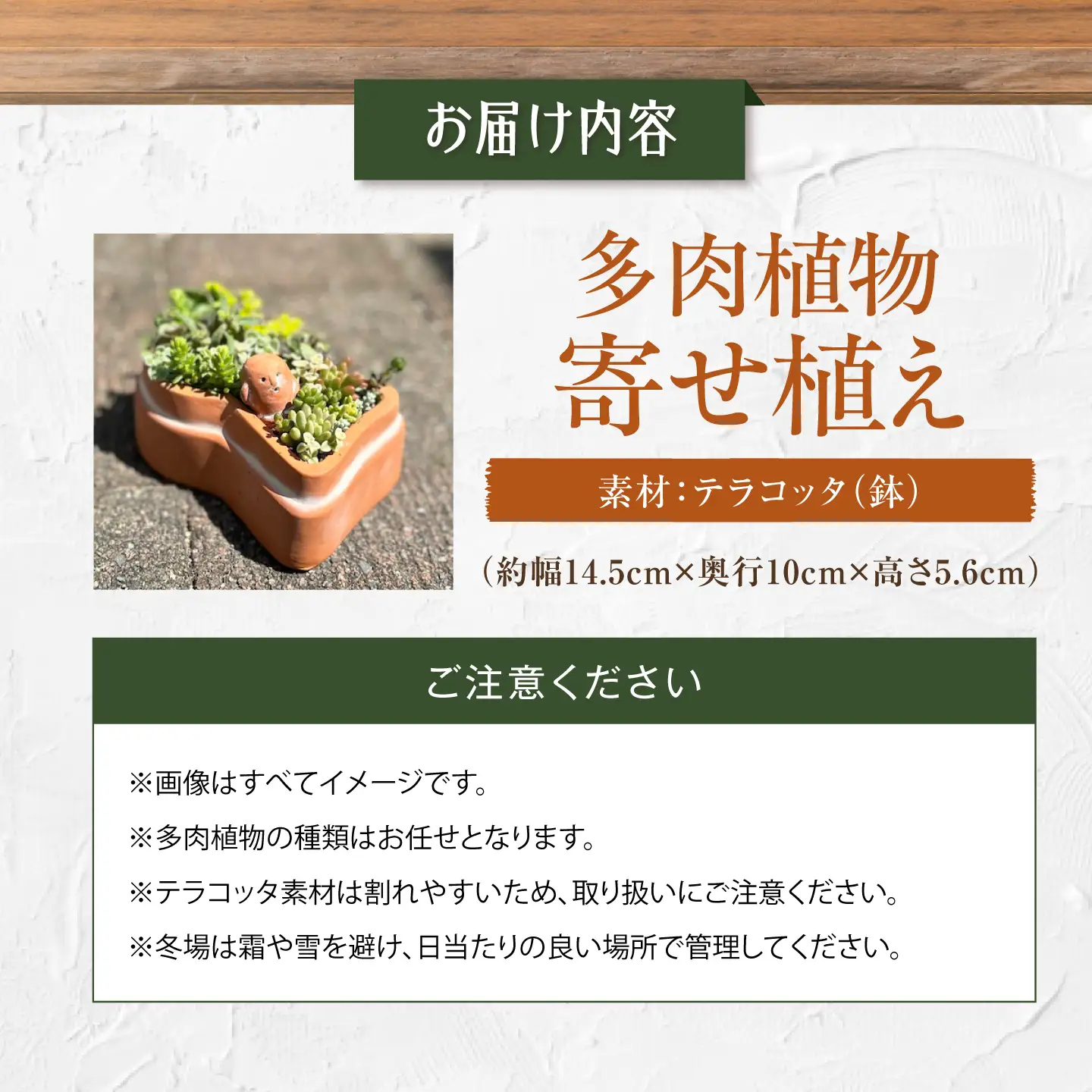 多肉植物 寄せ植え 前方後円墳型 多肉植物 BLAW008