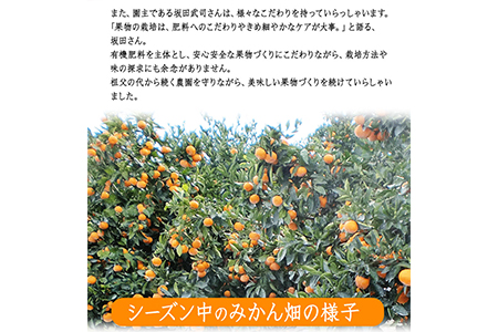 先行予約 みかん 約10kg 坂田農園 みかん