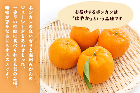 『清晃アグリ』のポンカン 約4kg(M-3Lサイズ)《12月中旬-1月中旬頃出荷》