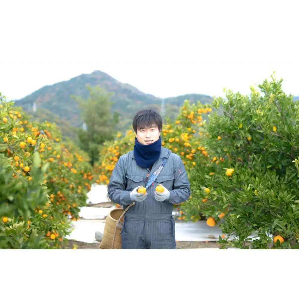 1・4月発送 全2回 定期便 紅はっさく マニア 貯蔵 ＆ 木成完熟 訳あり傷多め L または M 5.5kg 茶箱 和歌山 有田 南泰園
