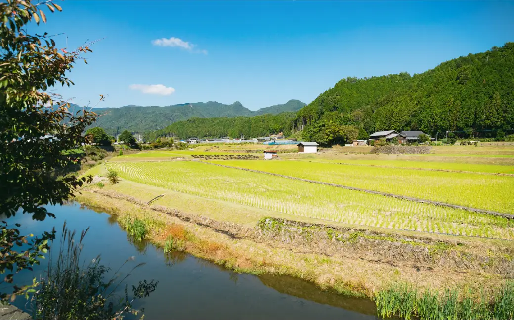 【R8年産】久万高原清流米 コシヒカリ 10kg 精米｜特別栽培米 減農薬・減化学肥料 標高800mの高原育ち 愛媛県久万高原町 道の駅　天空の郷さんさん ※2026年10月～発送