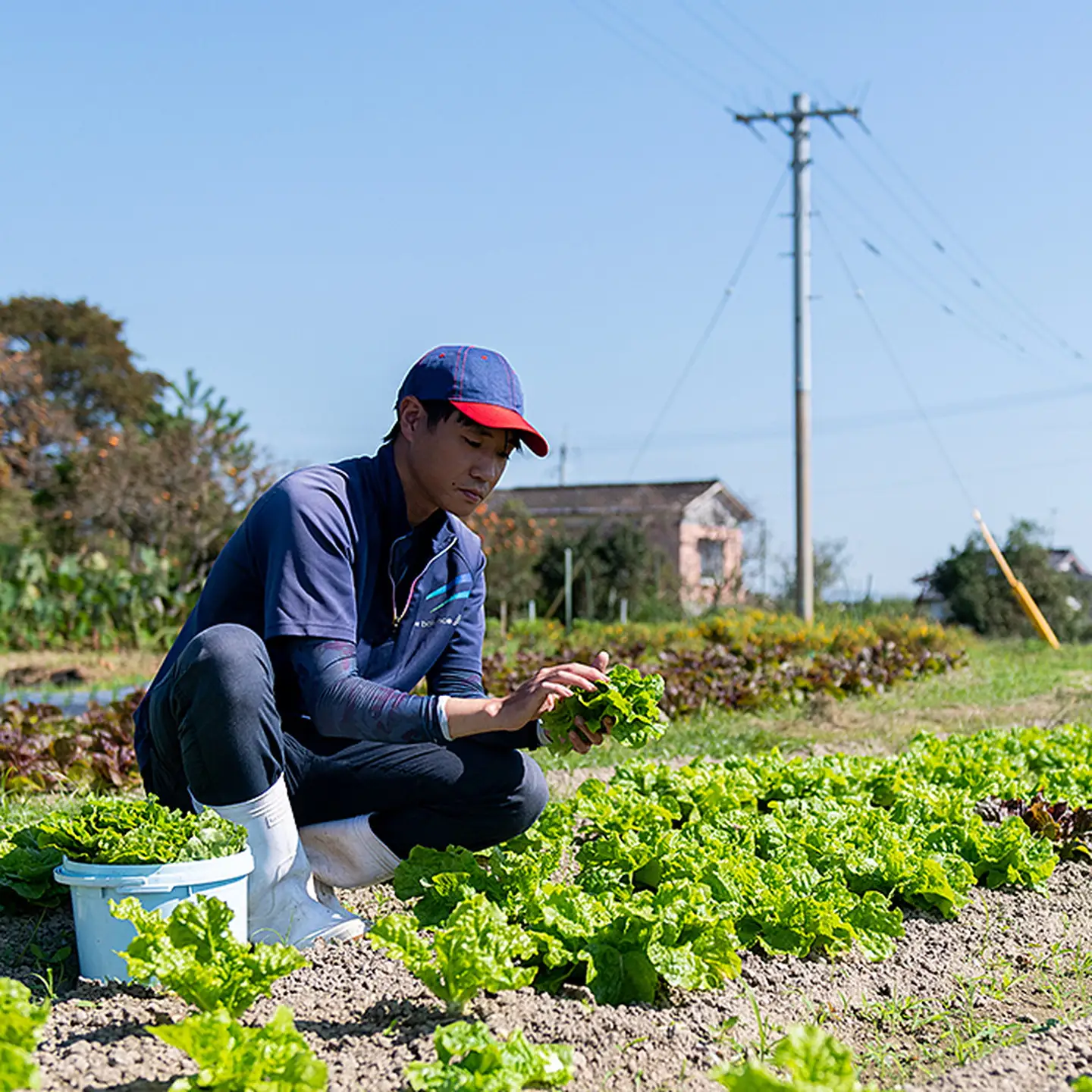 佐賀産季節の旬野菜10種類とドレッシング：B150-030