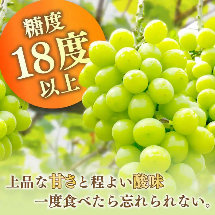 【2027年8月中旬-発送】【数量限定】【糖度18度以上】シャインマスカット 3房 1.8kg以上 / ぶどう ブドウ 葡萄 マスカット しゃいんますかっと フルーツ 果物 / 南島原市 / ミナサポ[SCW072]